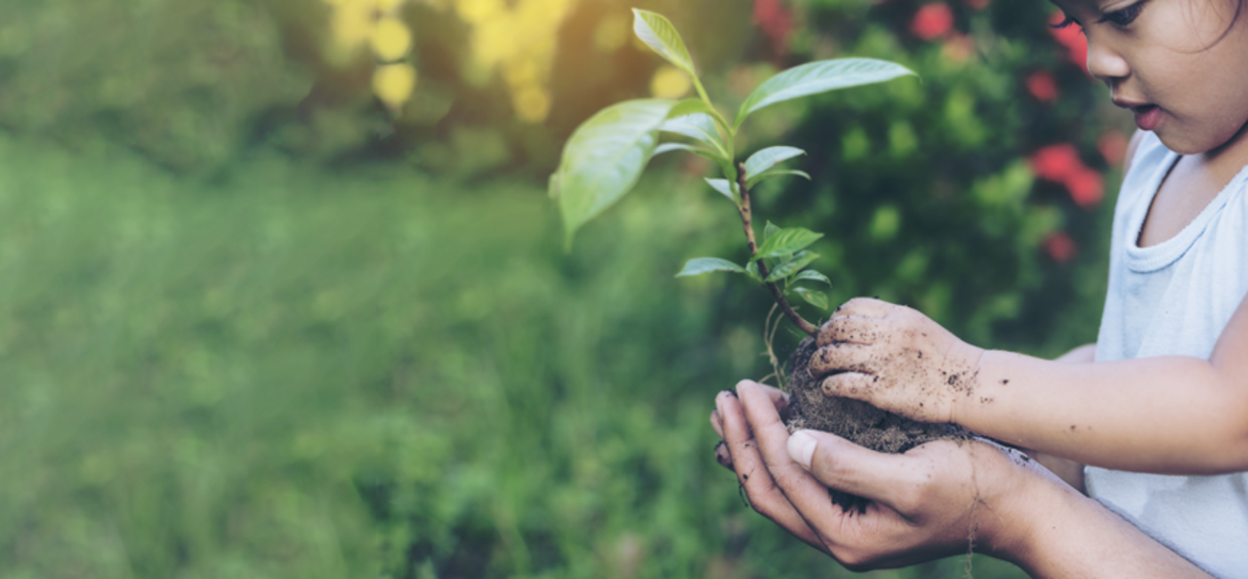 A child in a garden holds a plant