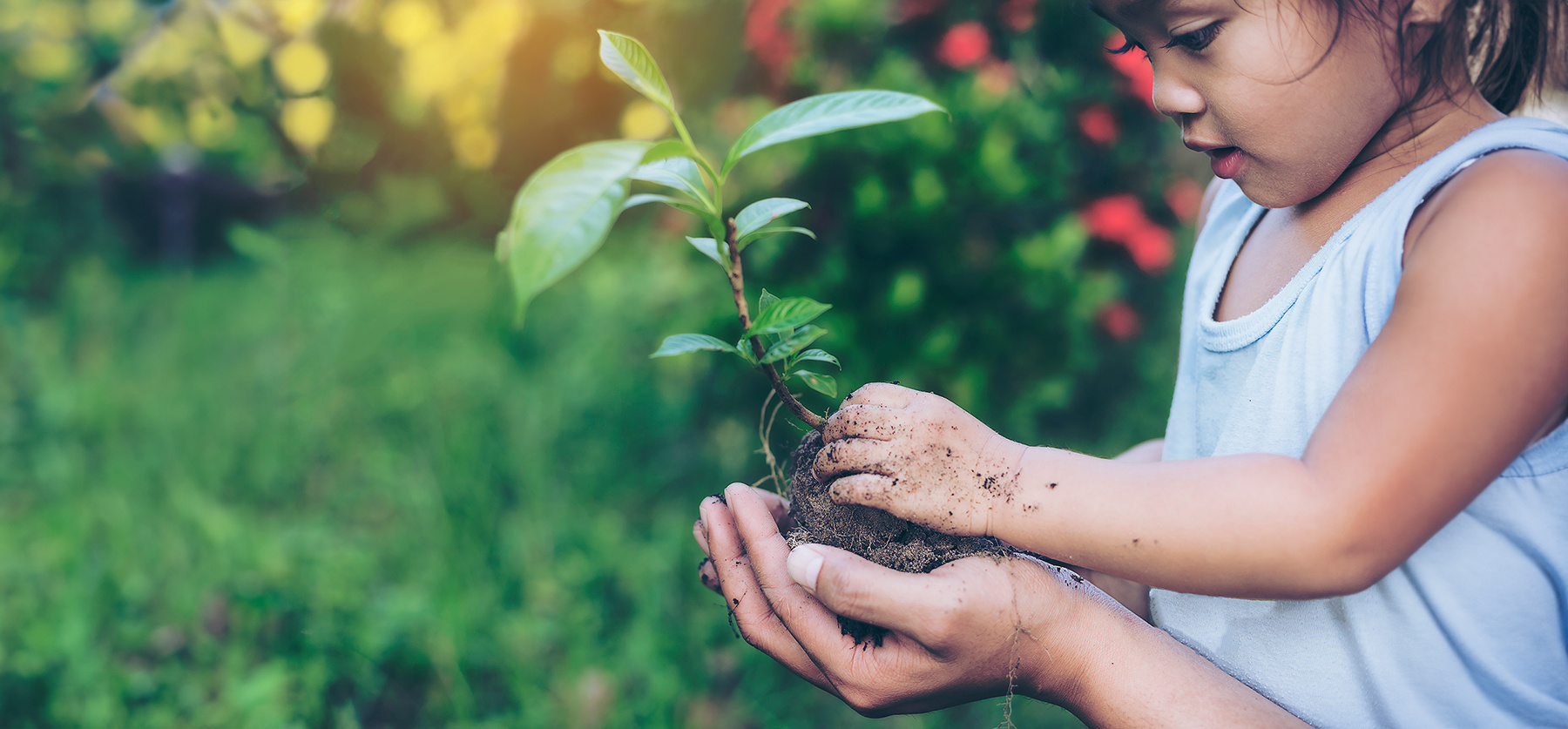 Small child looking at a plant being held in her parent's hands.