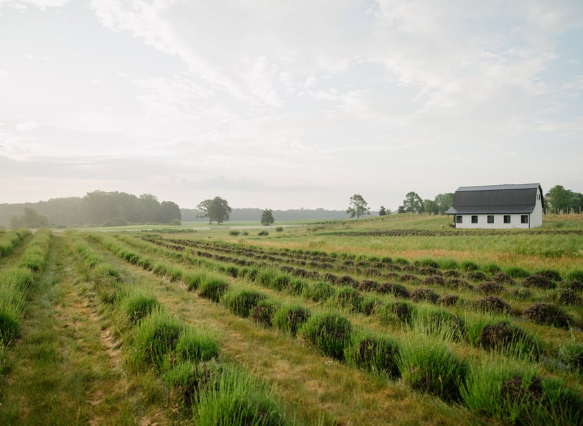 Lavender-Farm-10