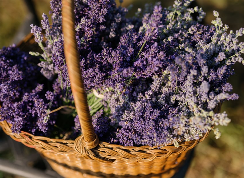 Lavender-Farm-8